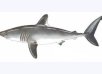 porbeagle